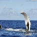 whale_humpback_h_00689_dom2758.jpg